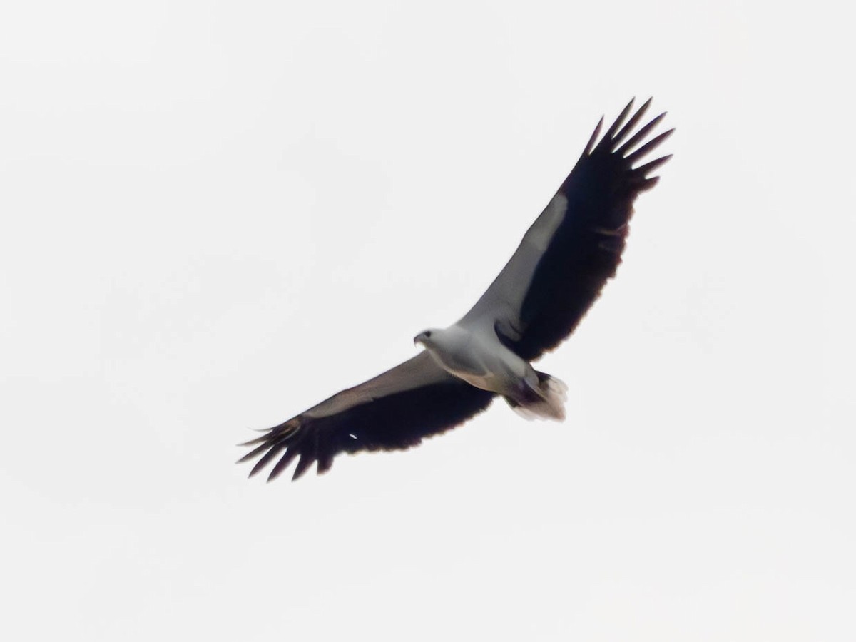 White-bellied Sea-Eagle - ML620667475