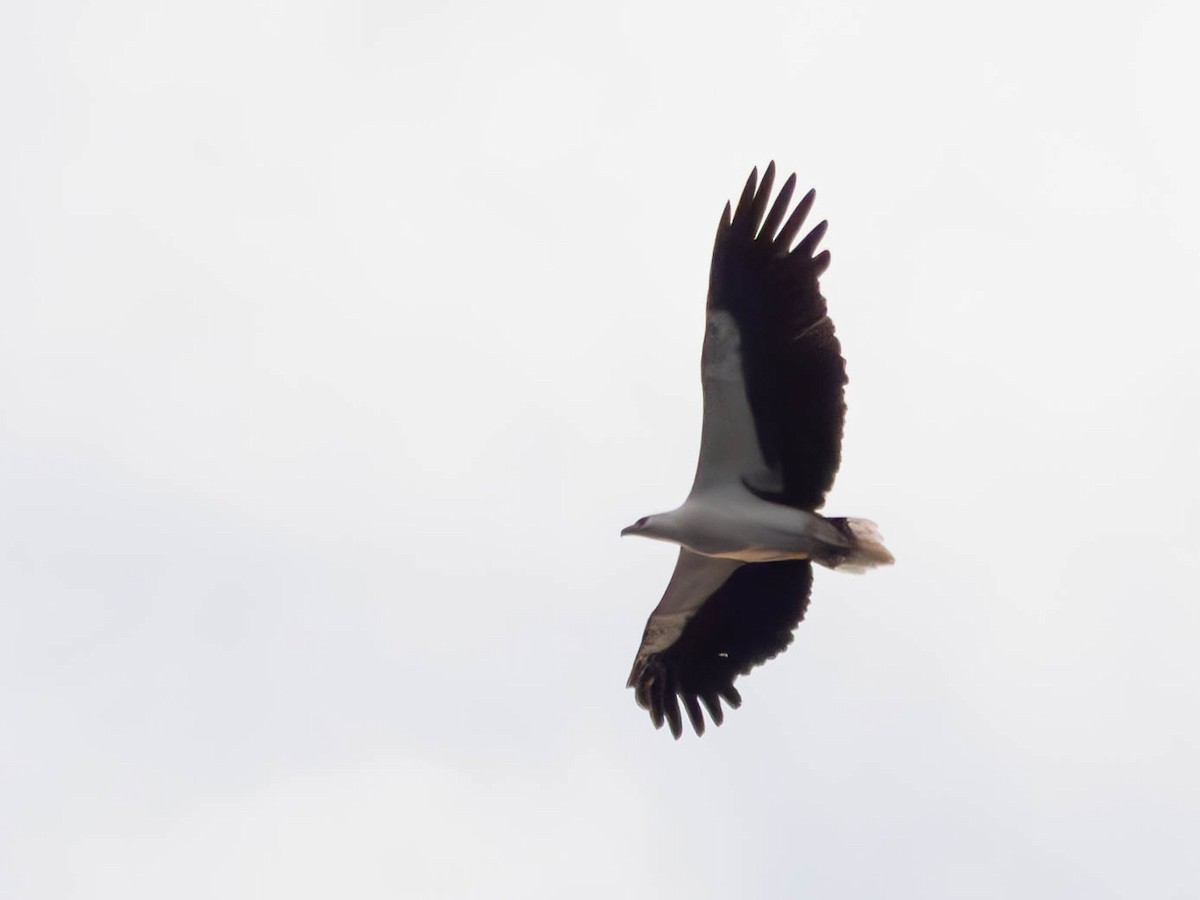 White-bellied Sea-Eagle - ML620667476