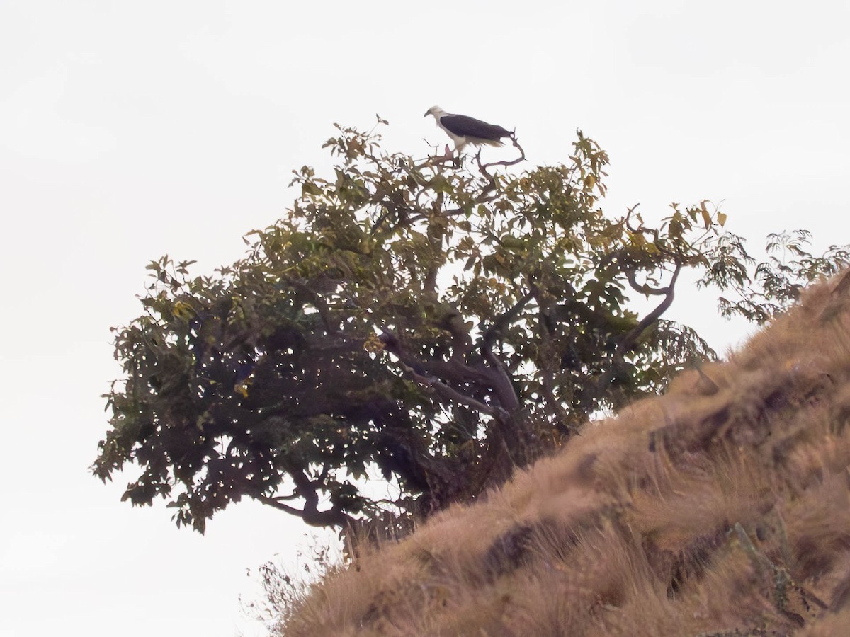 White-bellied Sea-Eagle - ML620667477