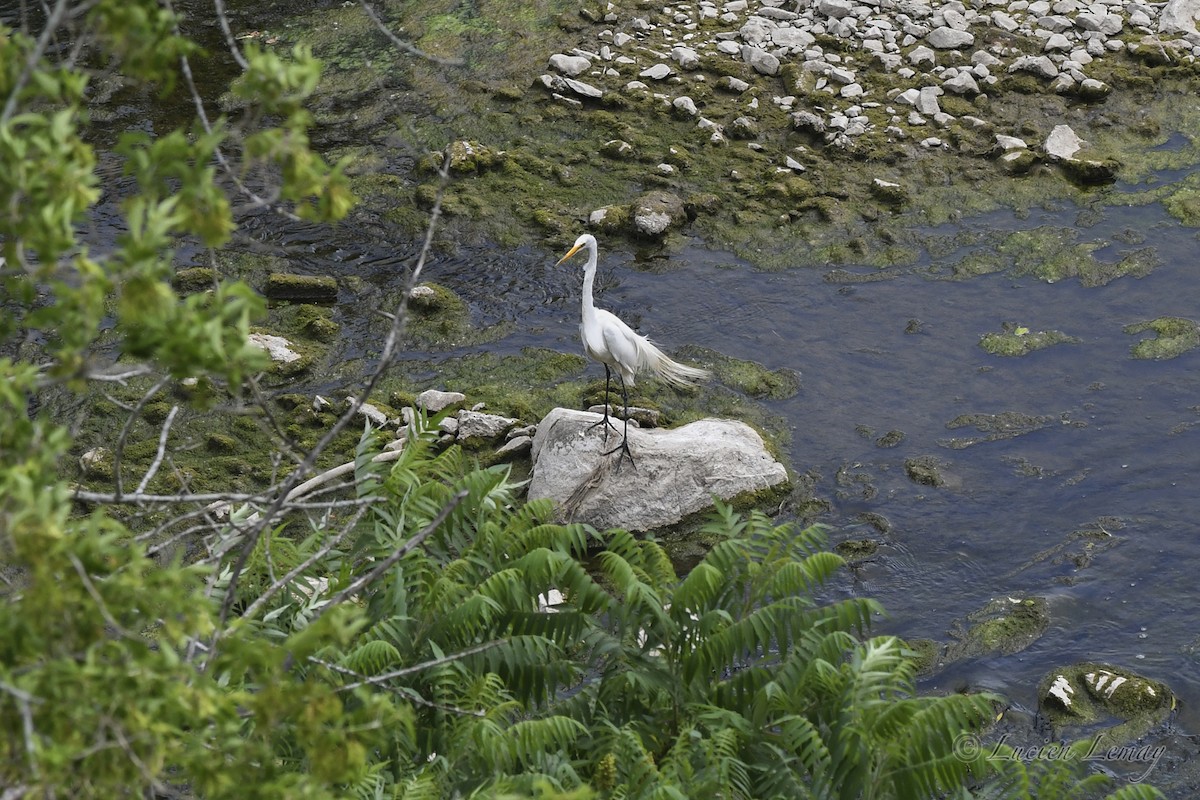 Great Egret - ML620667478