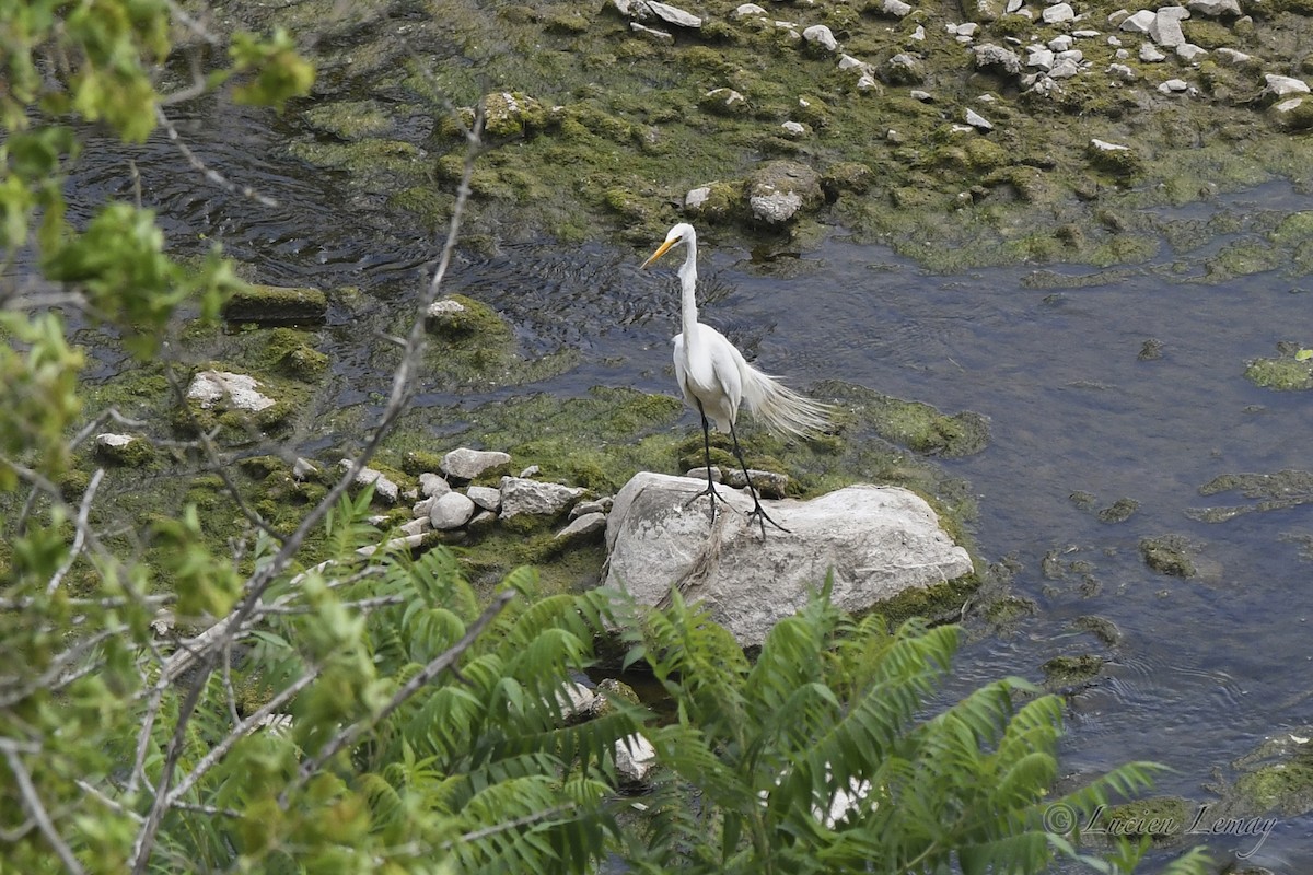 Great Egret - ML620667480