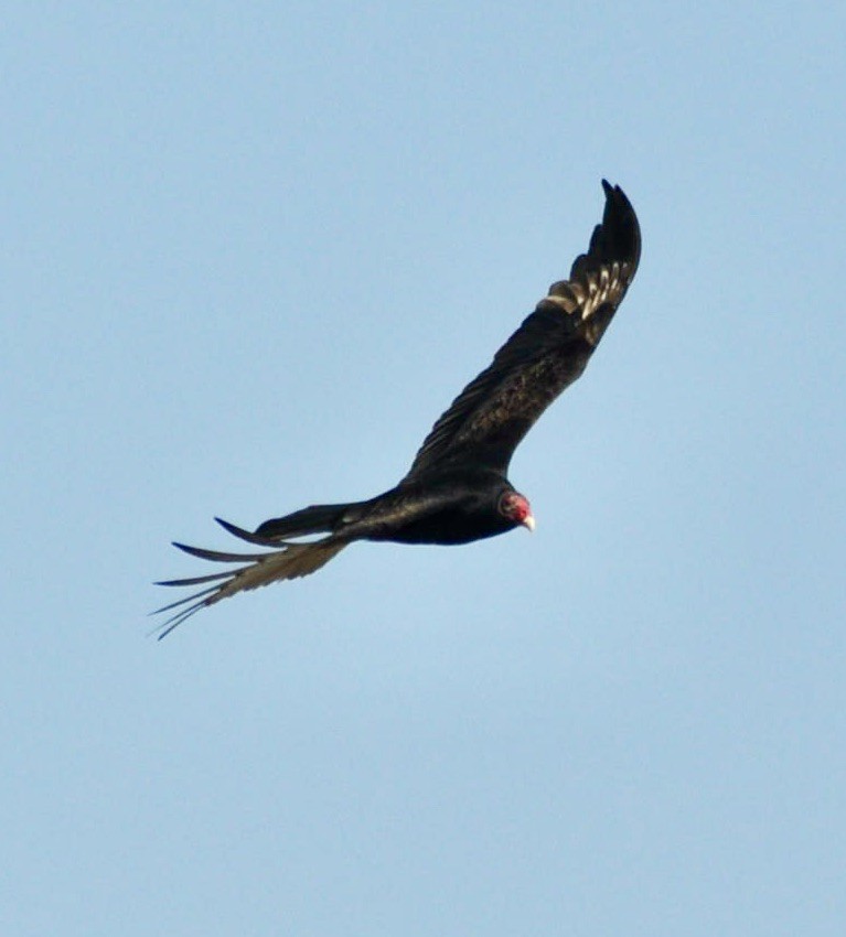 Turkey Vulture - ML620667481