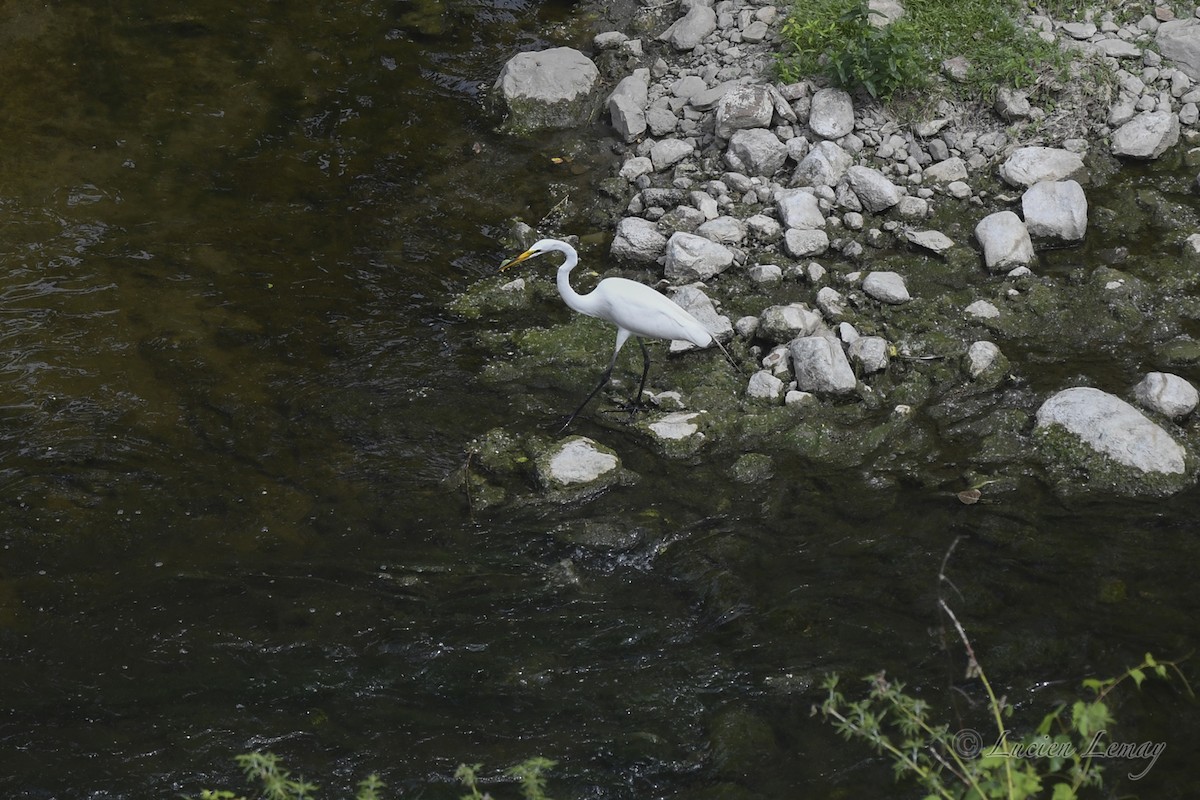 Great Egret - ML620667485