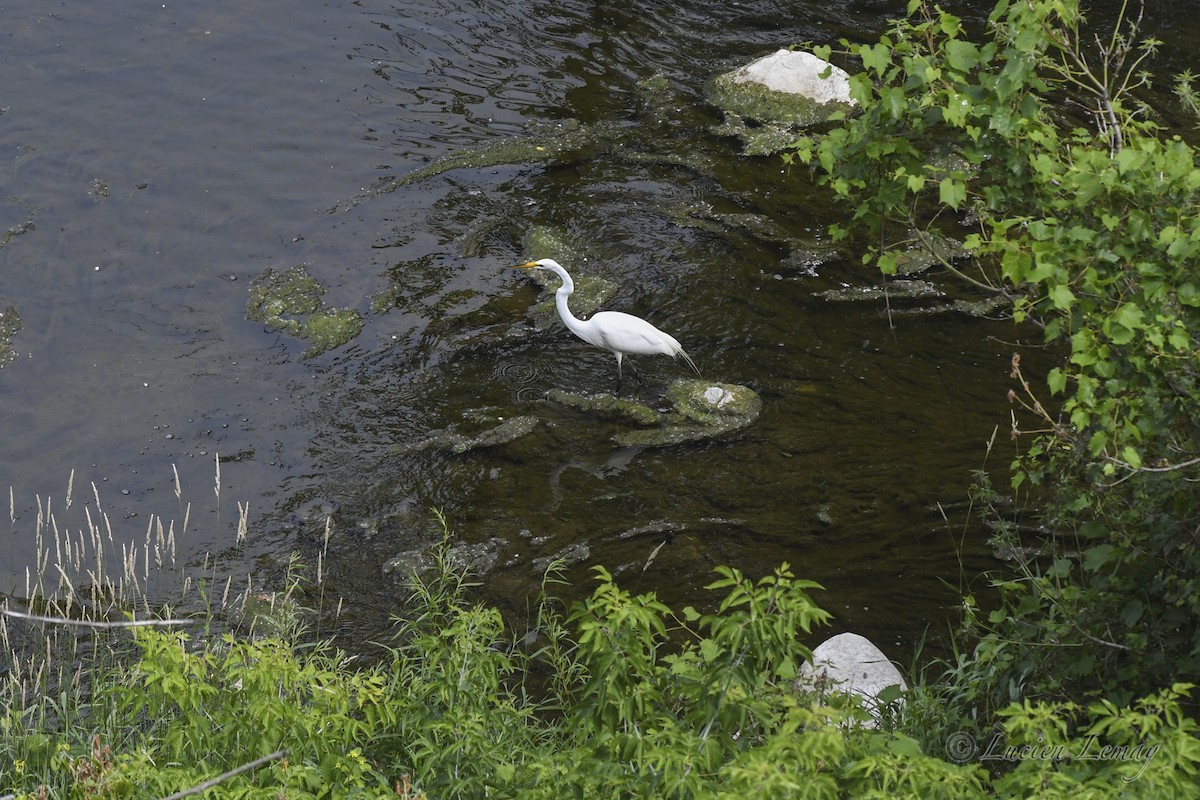 Great Egret - ML620667486