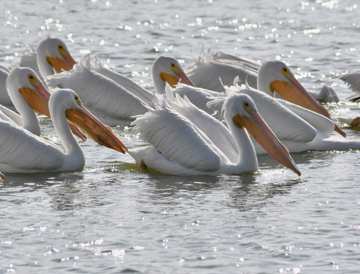 American White Pelican - ML620667487