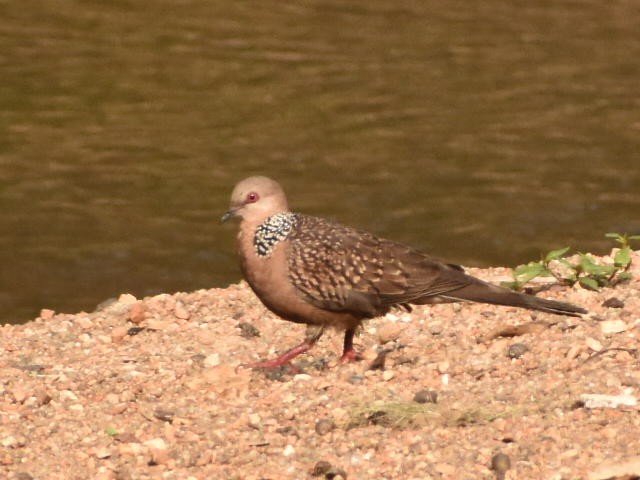 Oriental Turtle-Dove - ML620667489