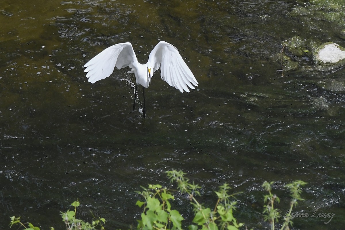 Great Egret - Lucien Lemay