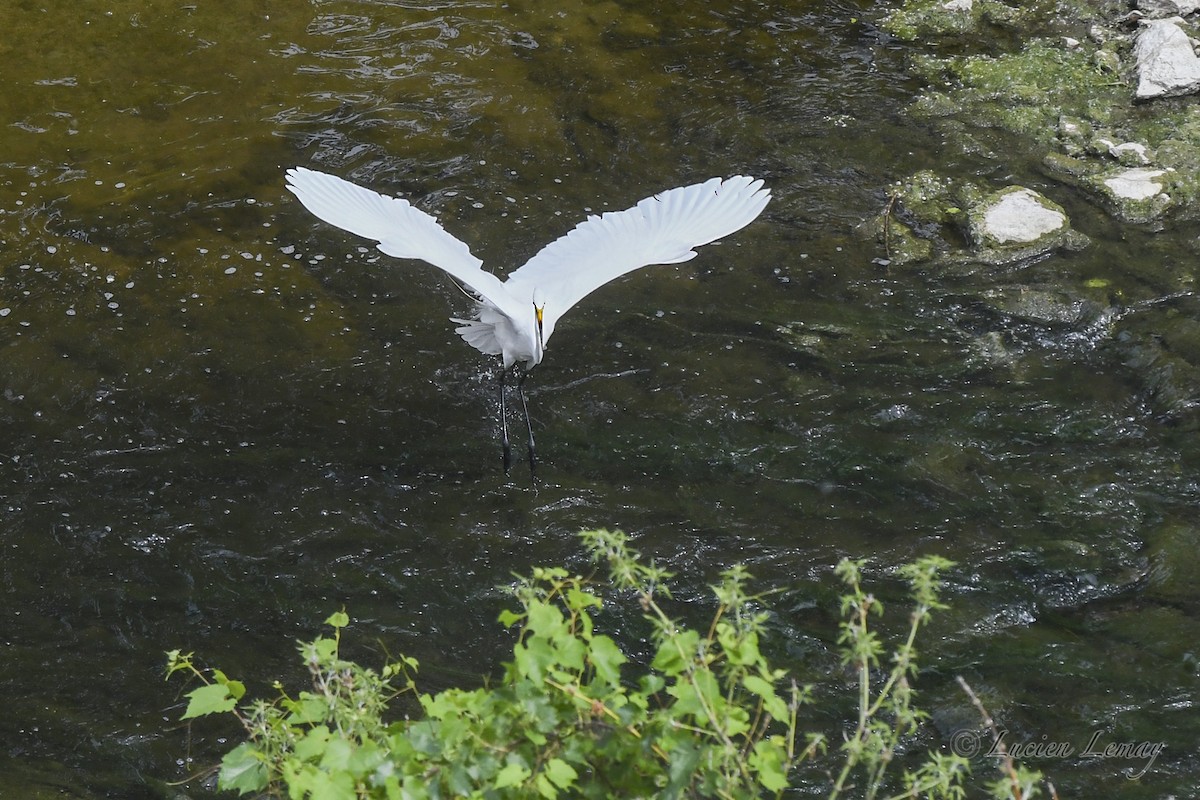 Great Egret - Lucien Lemay