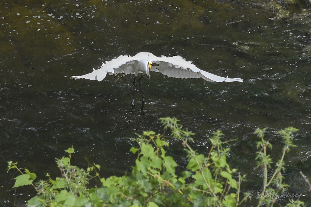 Great Egret - ML620667495