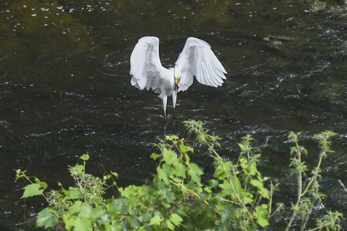 Great Egret - ML620667496