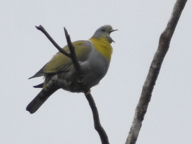 Yellow-footed Green-Pigeon - ML620667498