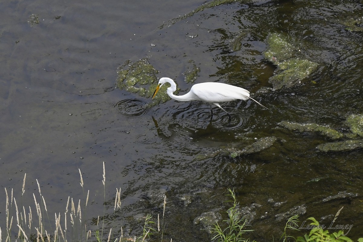 Great Egret - ML620667500