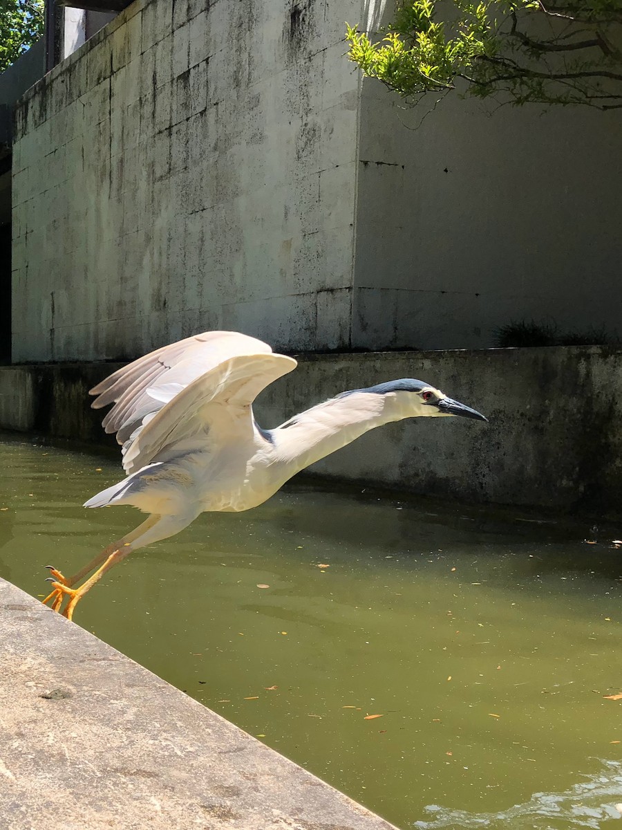 Black-crowned Night Heron - ML620667505