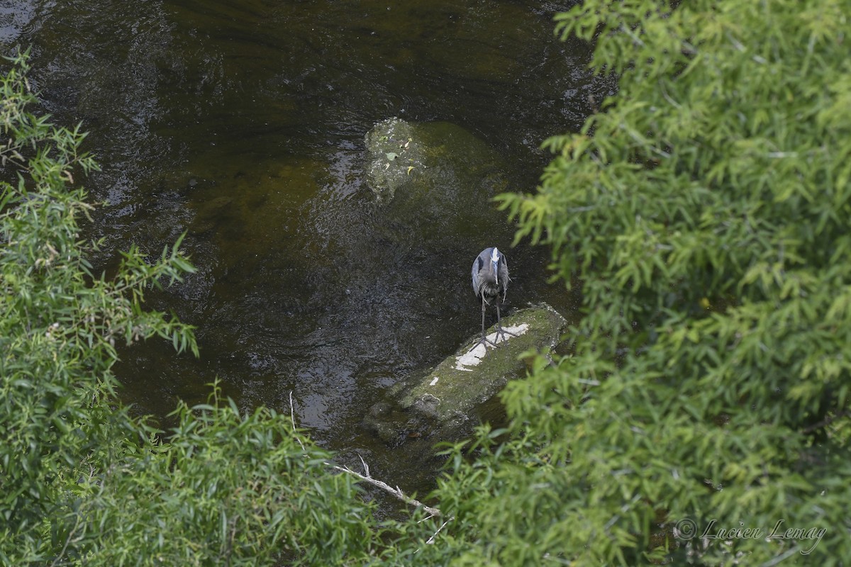 Great Blue Heron - ML620667506