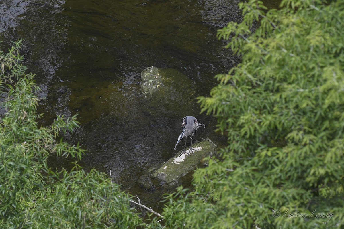 Great Blue Heron - ML620667508