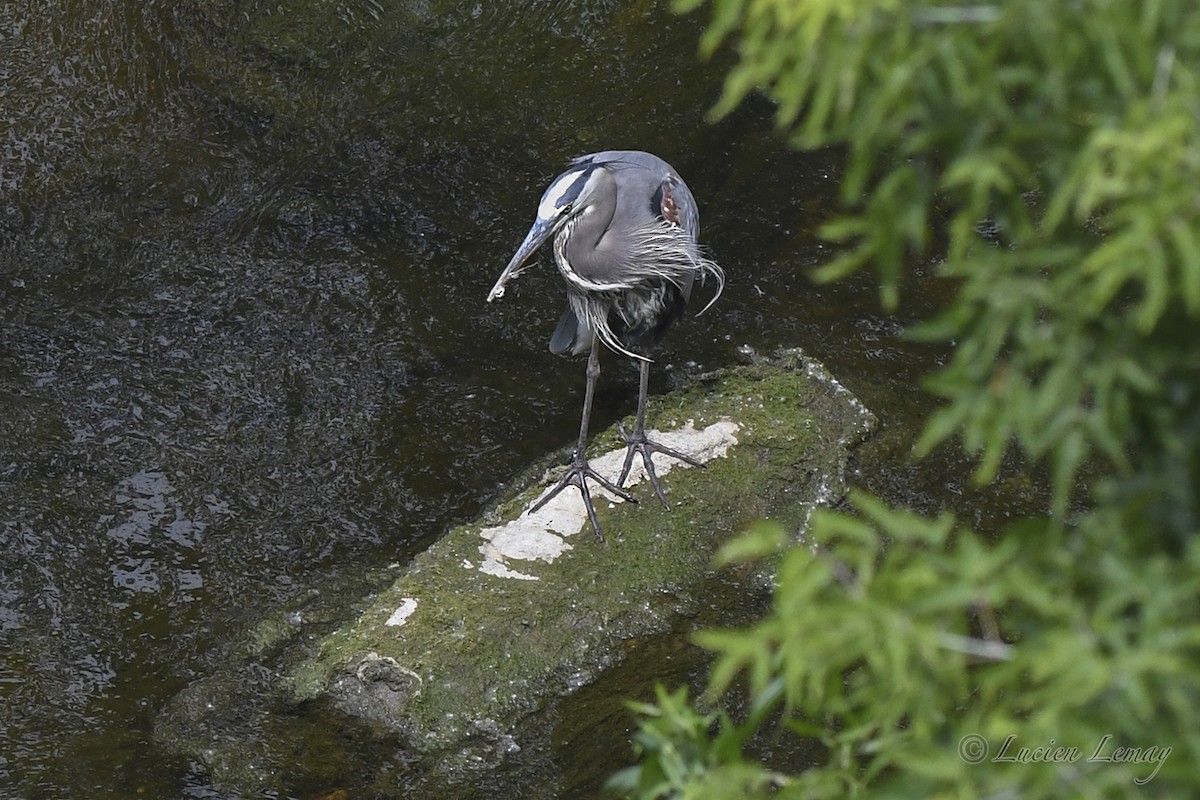 Great Blue Heron - ML620667514