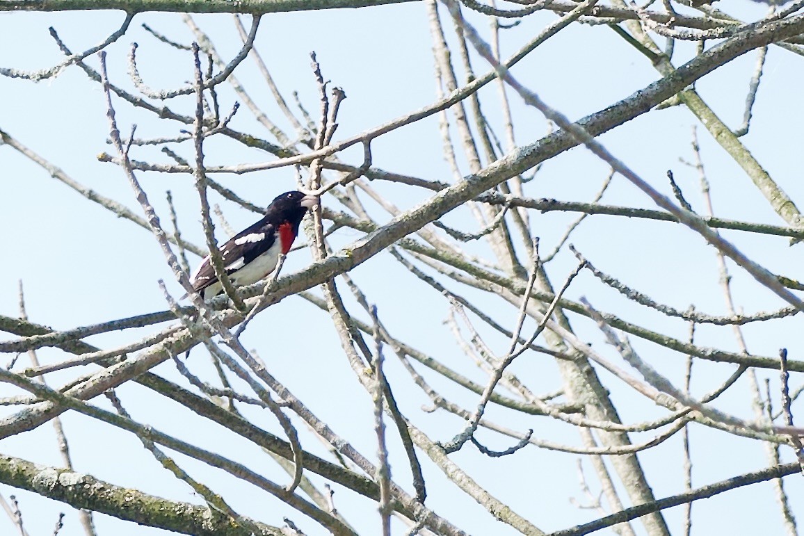 Rose-breasted Grosbeak - ML620667517