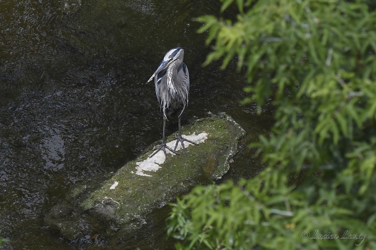 Great Blue Heron - ML620667518