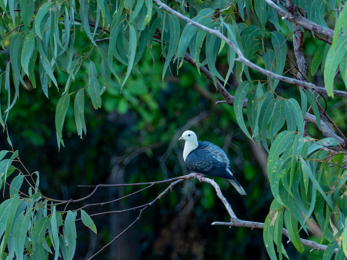 Black-banded Fruit-Dove - ML620667519