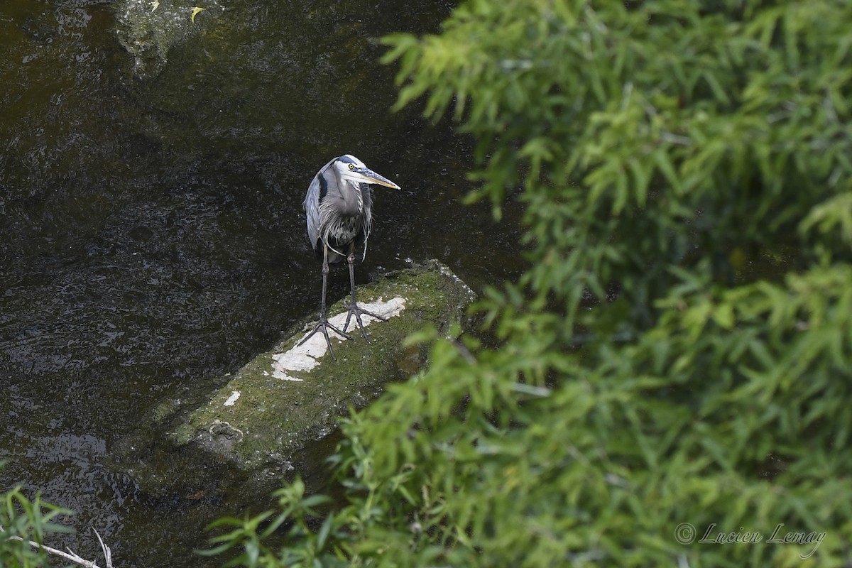 Great Blue Heron - ML620667520