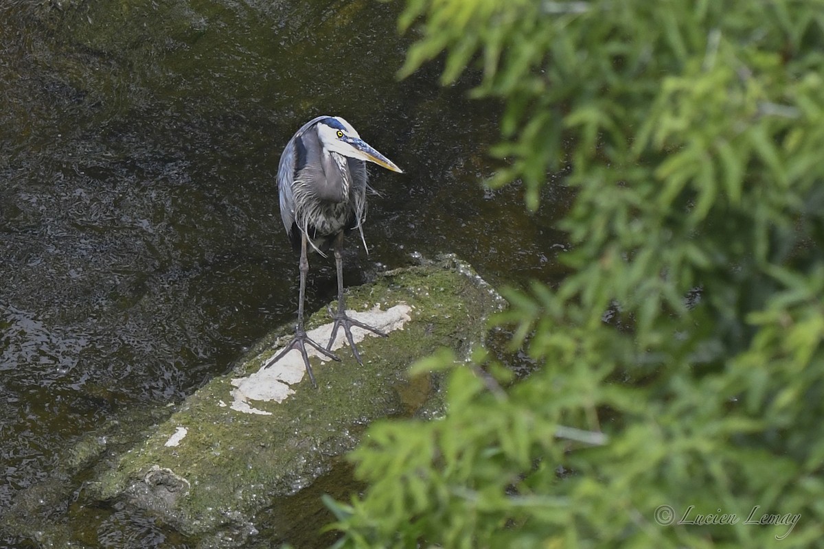 Great Blue Heron - ML620667521