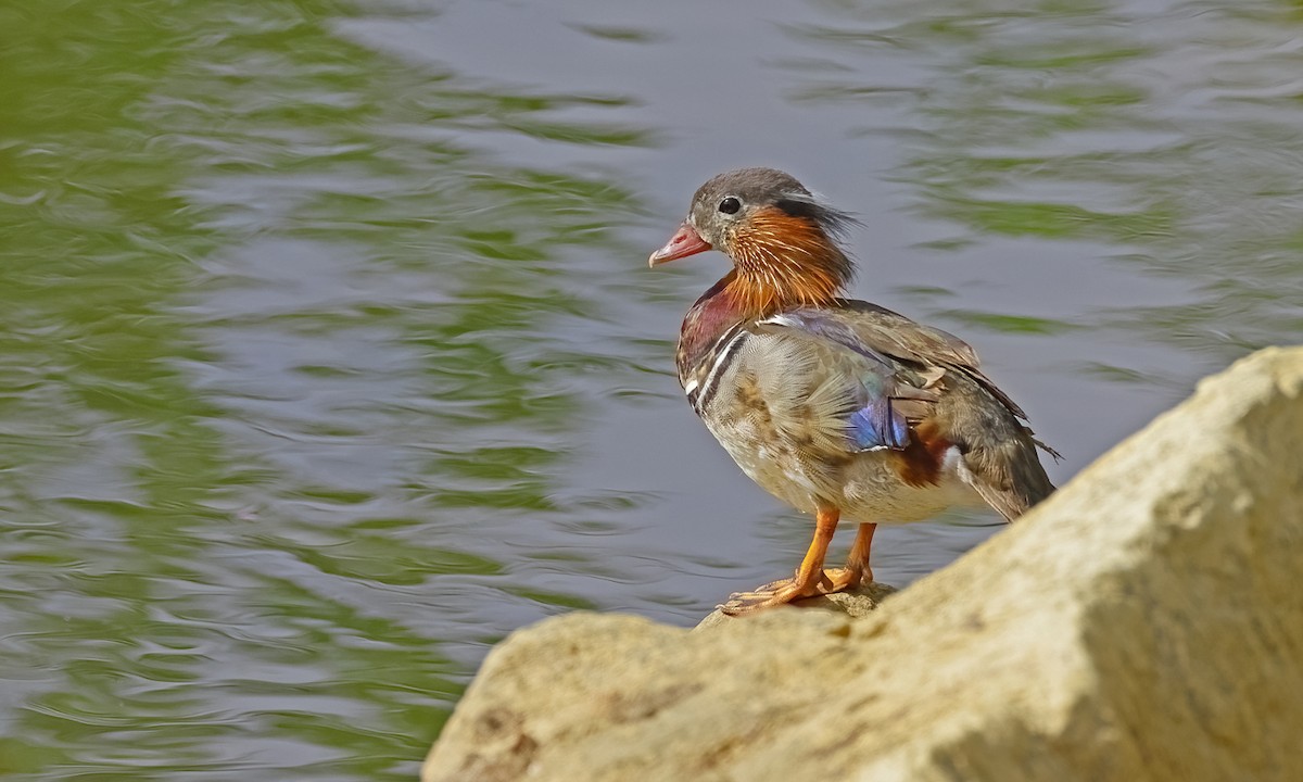 Mandarin Ördeği - ML620667522