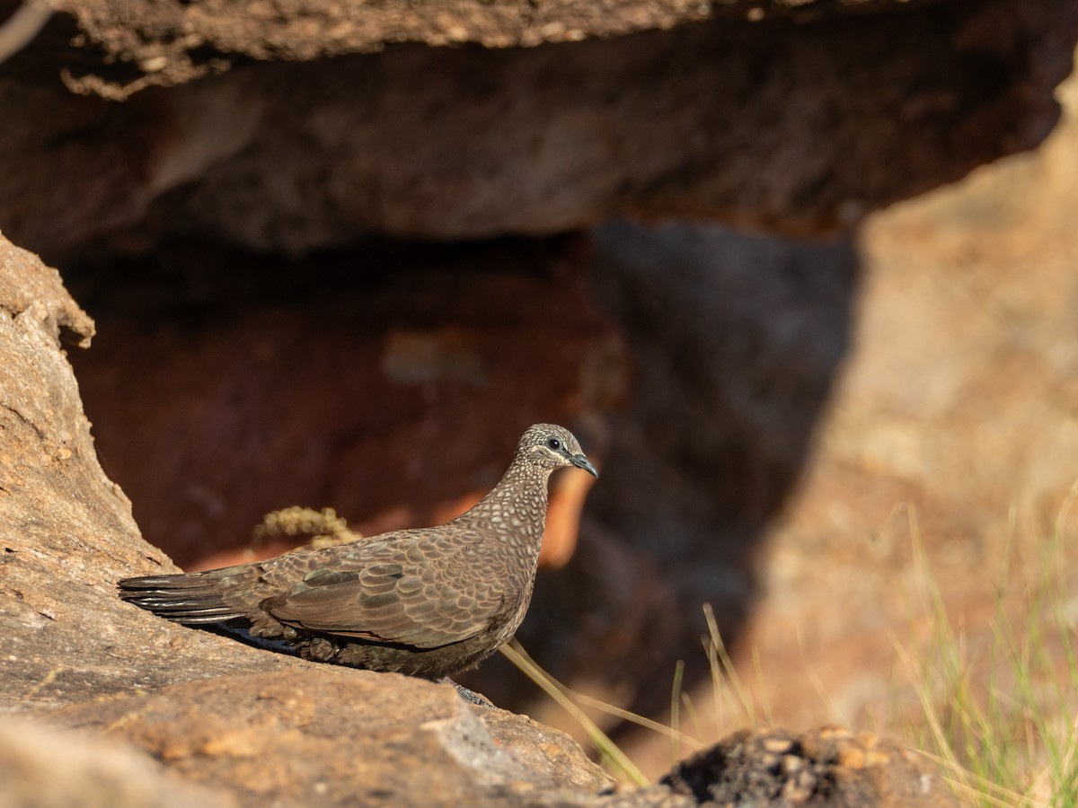 Chestnut-quilled Rock-Pigeon - ML620667523