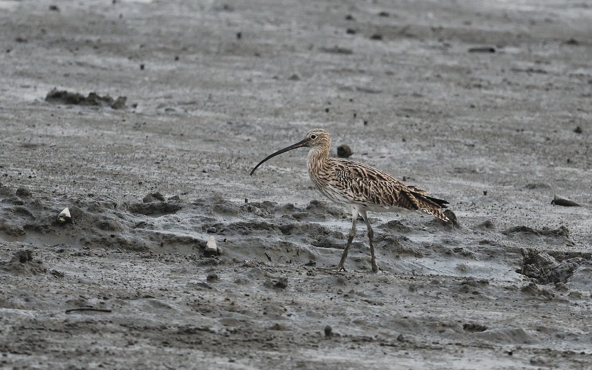 Eurasian Curlew - ML620667526