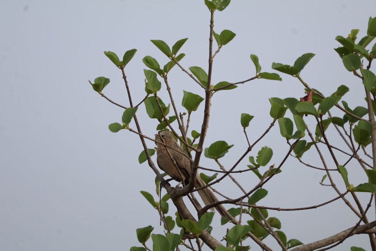 Large Gray Babbler - Leena m falke Dhenge