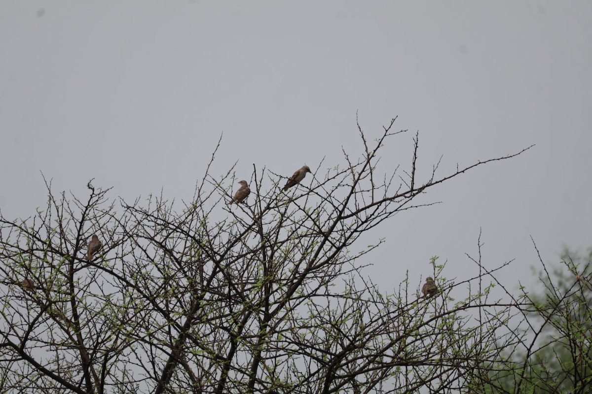 Baya Weaver - ML620667530