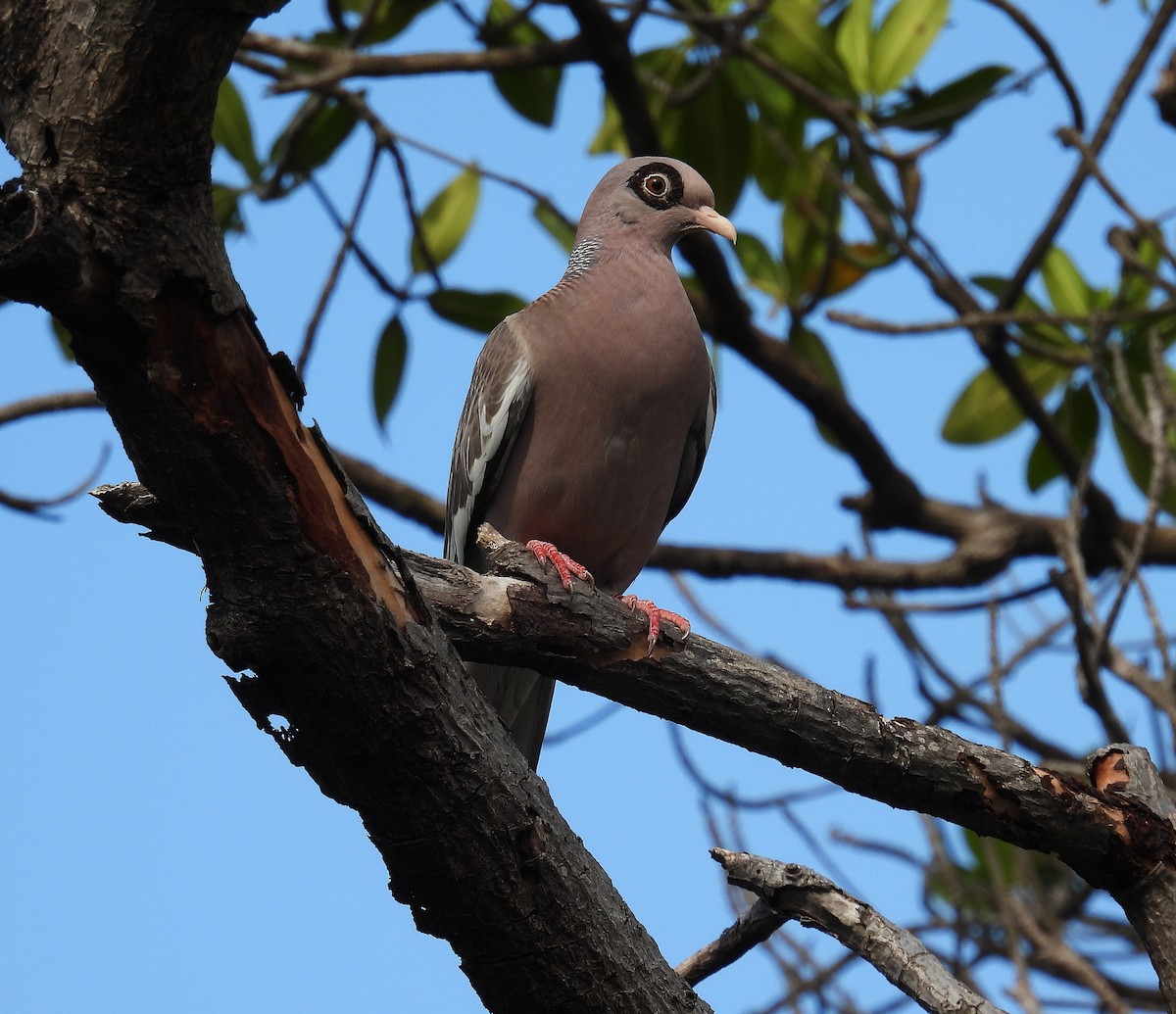 Bare-eyed Pigeon - ML620667531