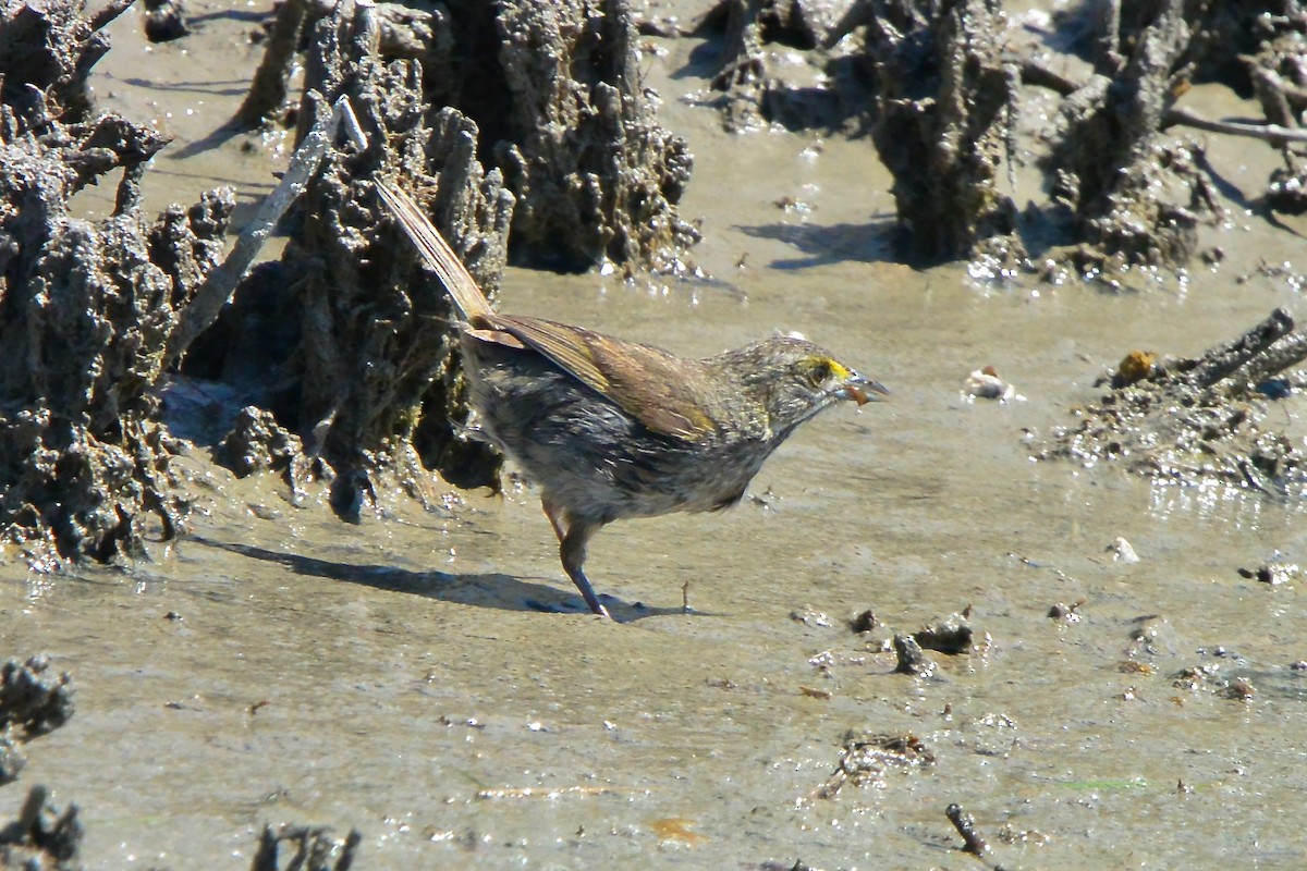 Seaside Sparrow - ML620667533