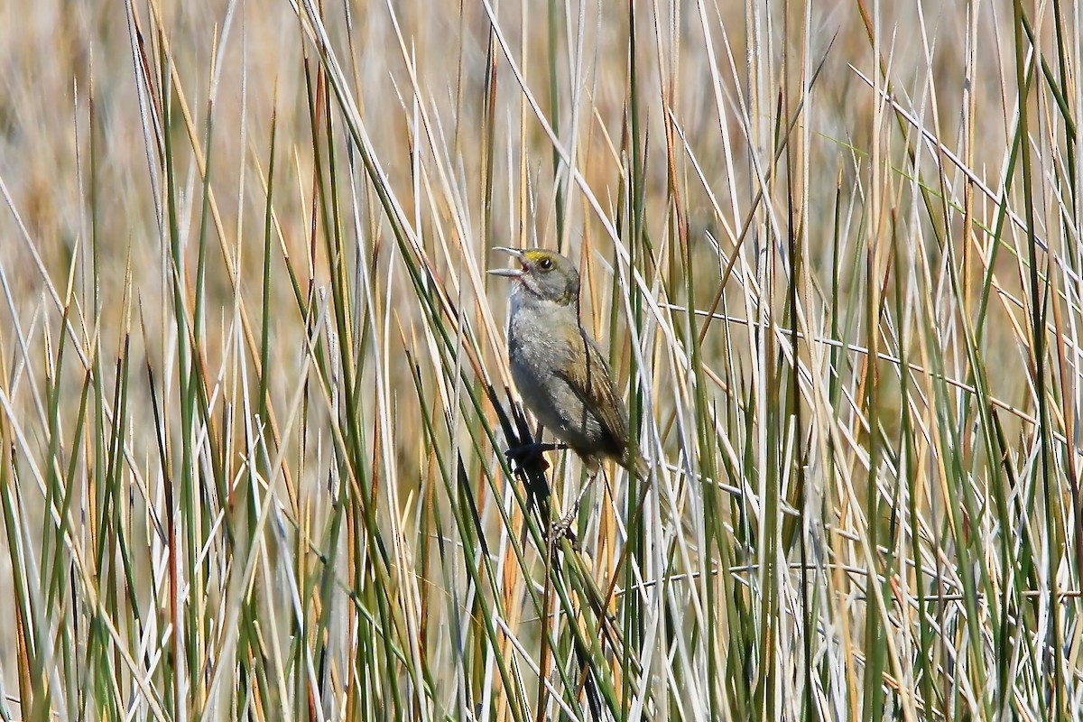 Seaside Sparrow - ML620667534