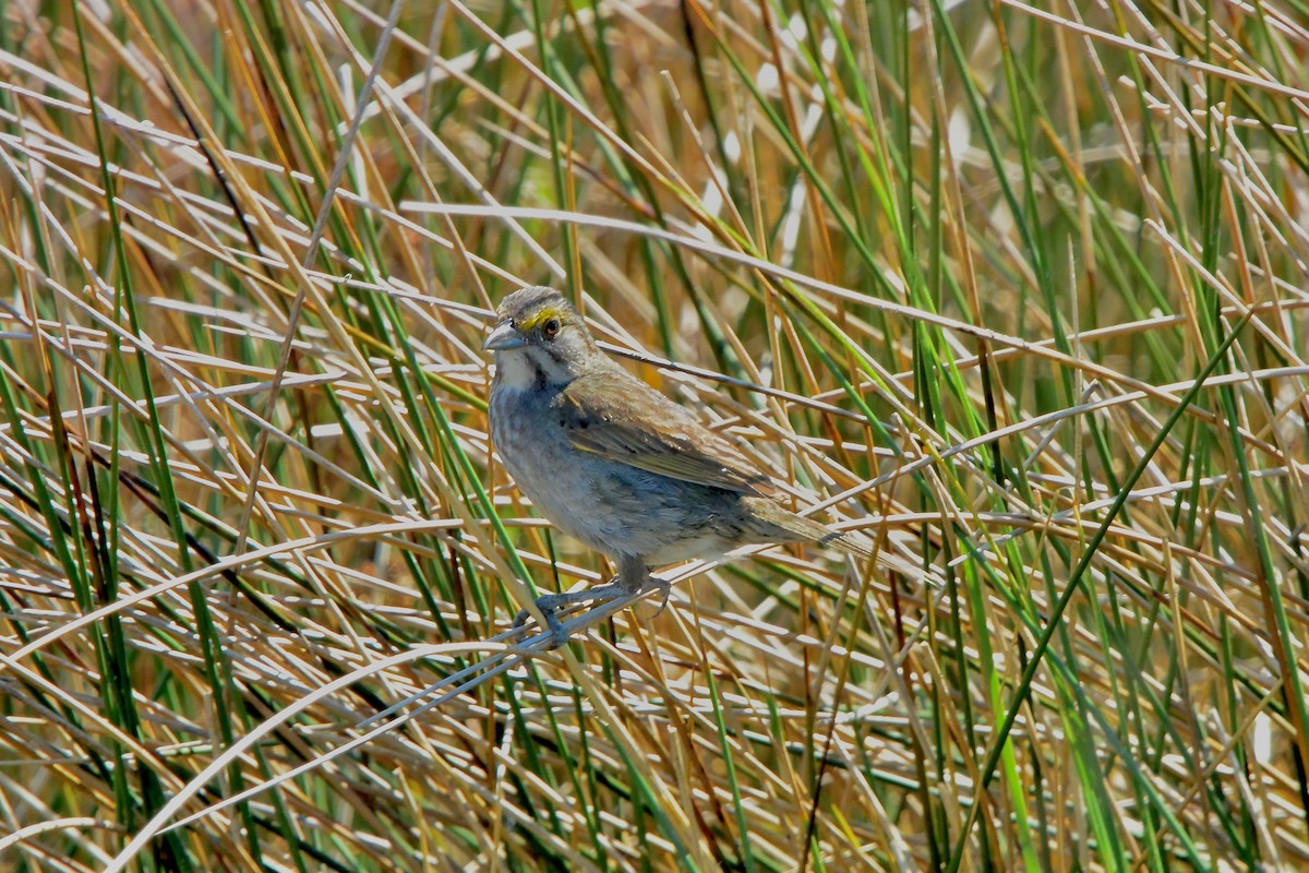 Seaside Sparrow - ML620667535