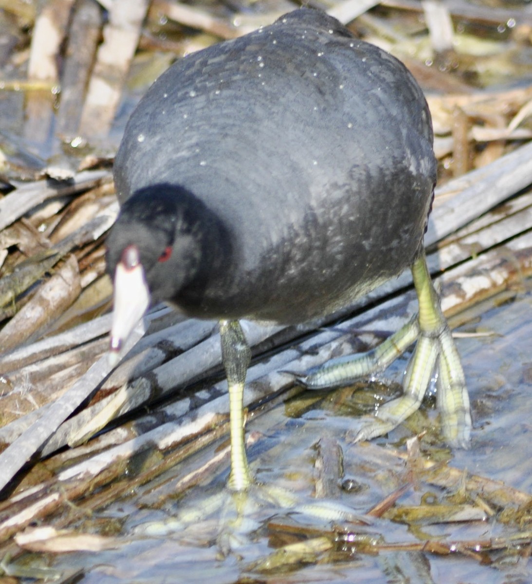 American Coot - ML620667538