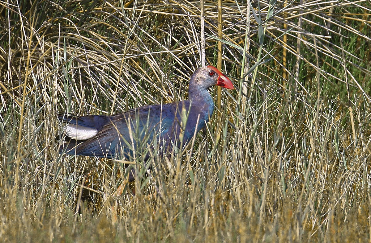 Gray-headed Swamphen - ML620667539