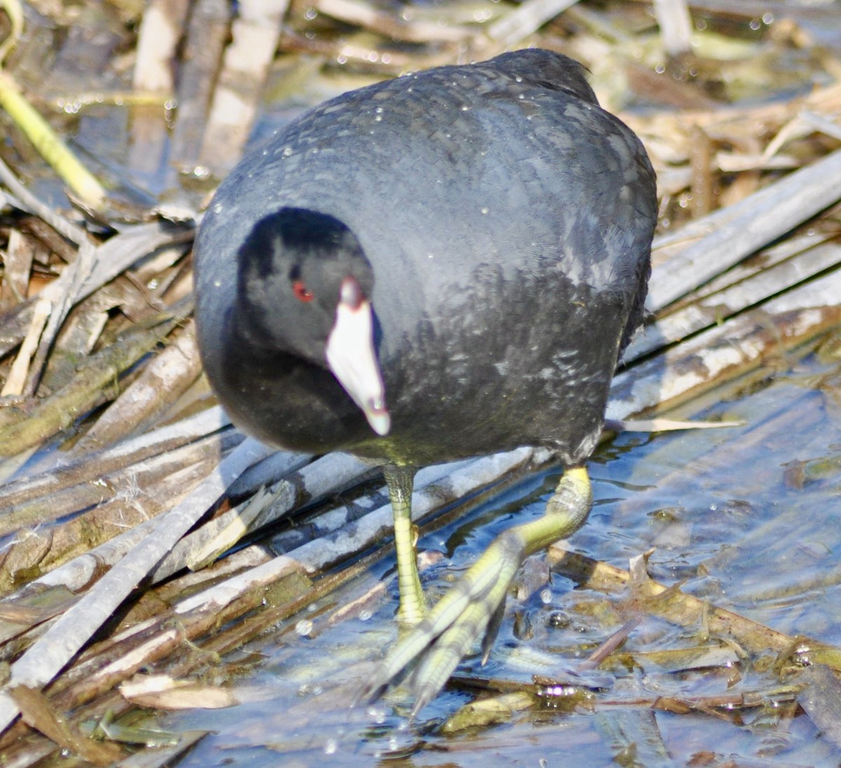 American Coot - ML620667540