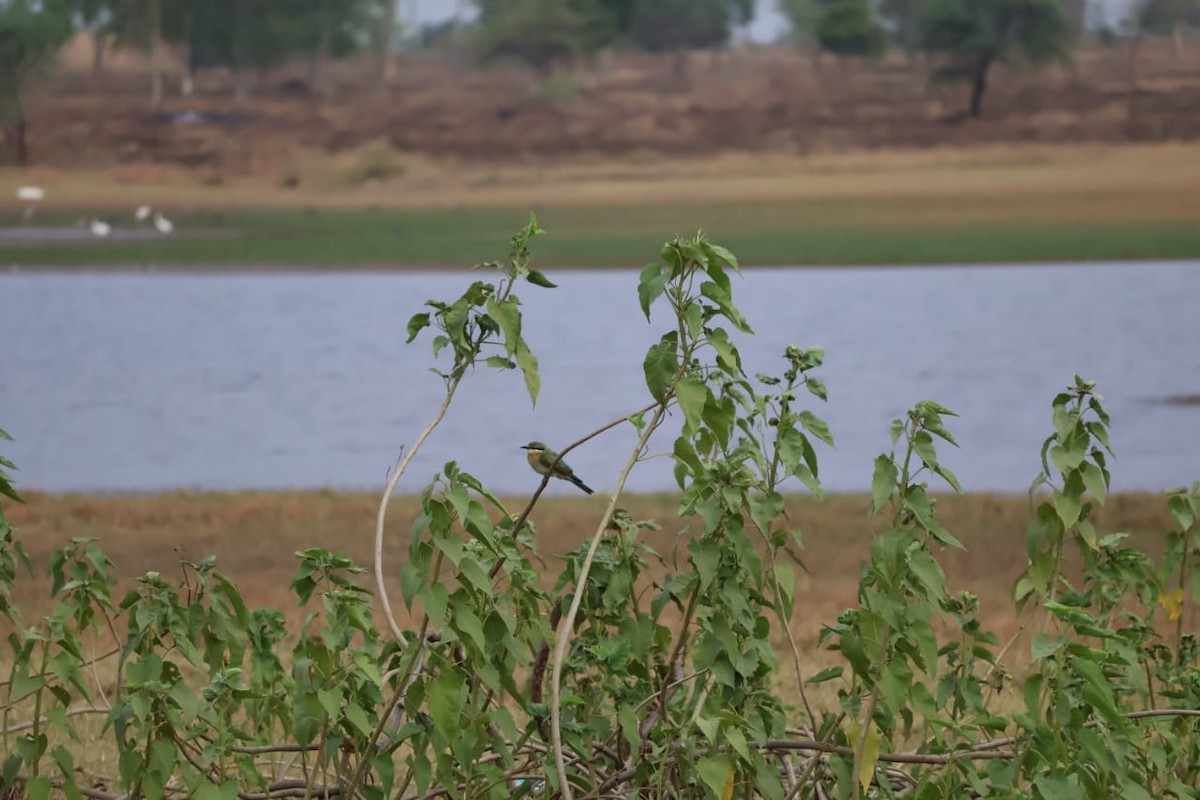 Blue-tailed Bee-eater - ML620667545