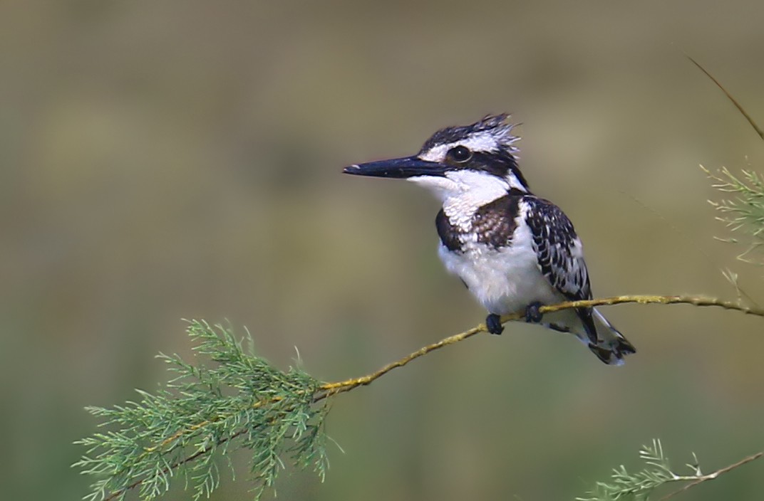 Pied Kingfisher - ML620667547