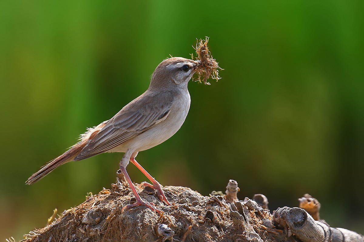 Rufous-tailed Scrub-Robin - Ali Atahan