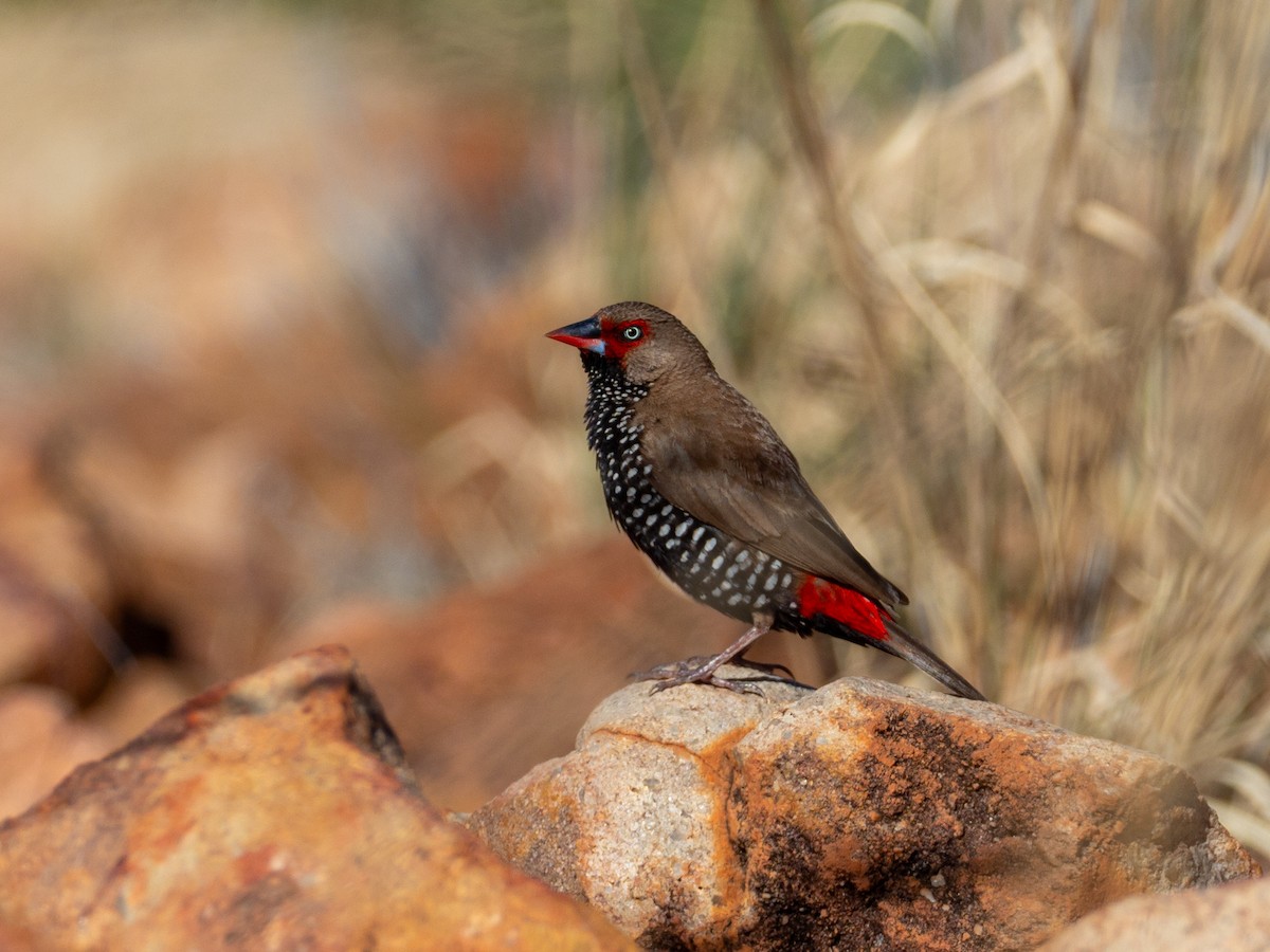 Painted Firetail - ML620667550