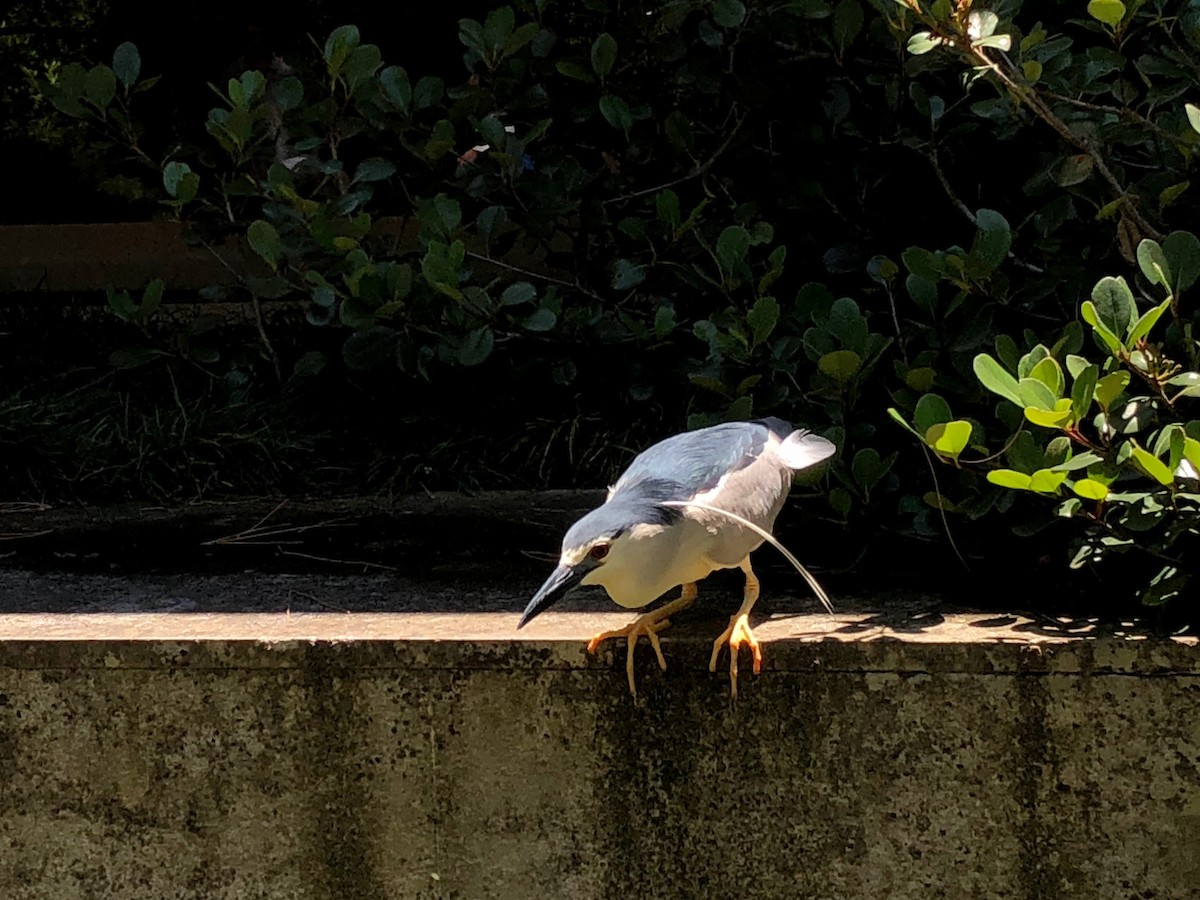 Black-crowned Night Heron - ML620667555