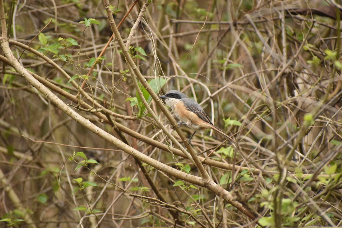 Brown Shrike - ML620667557