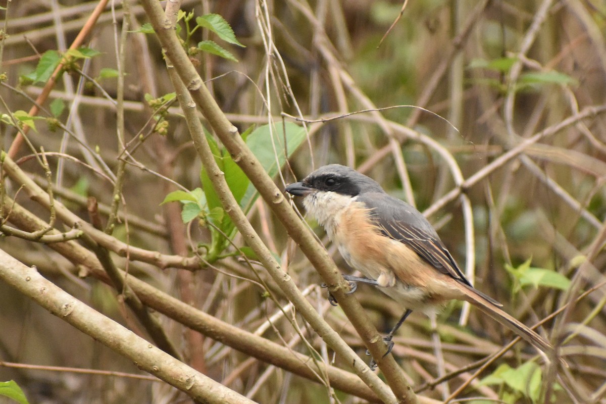 Brown Shrike - ML620667558