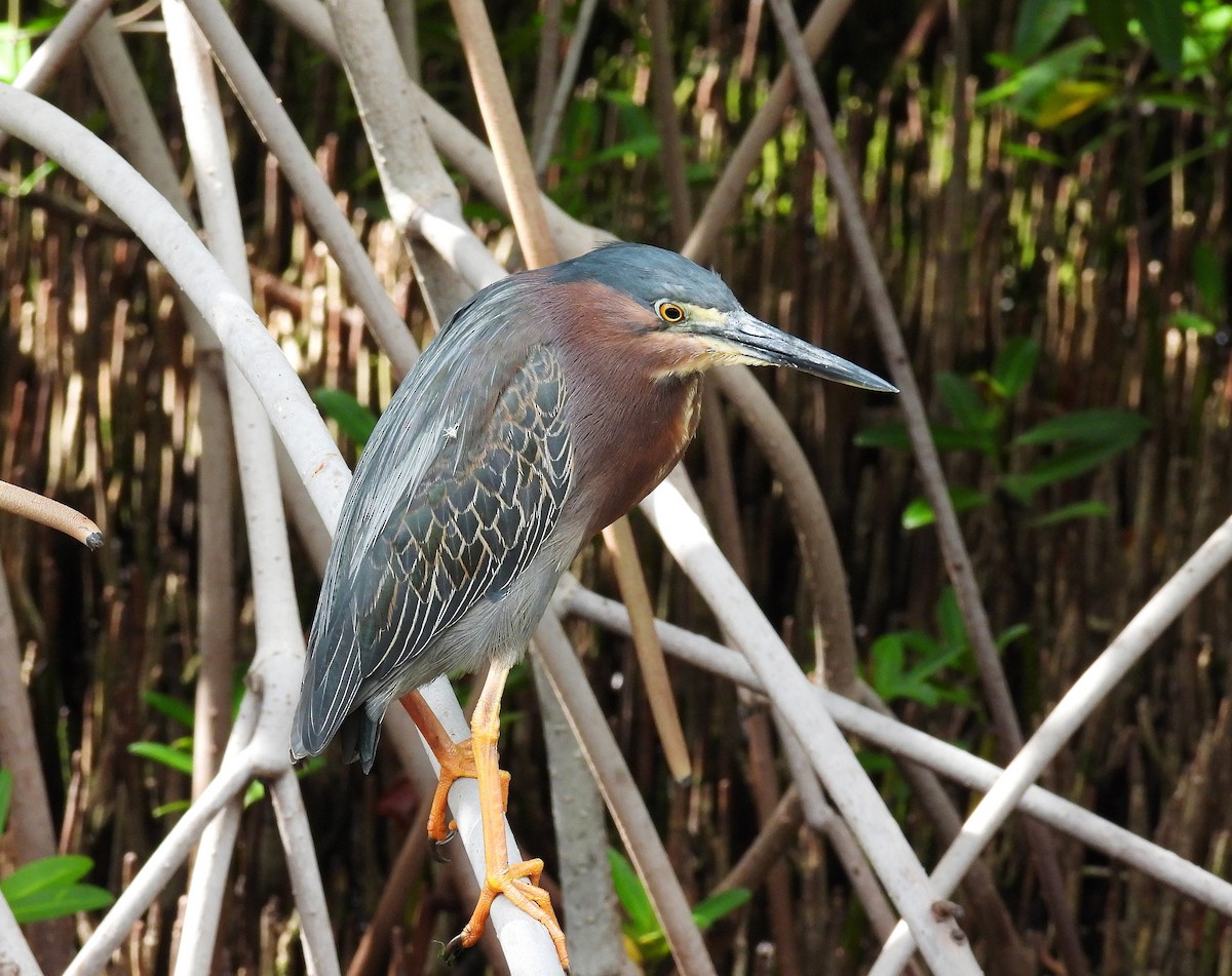 Green Heron - ML620667559