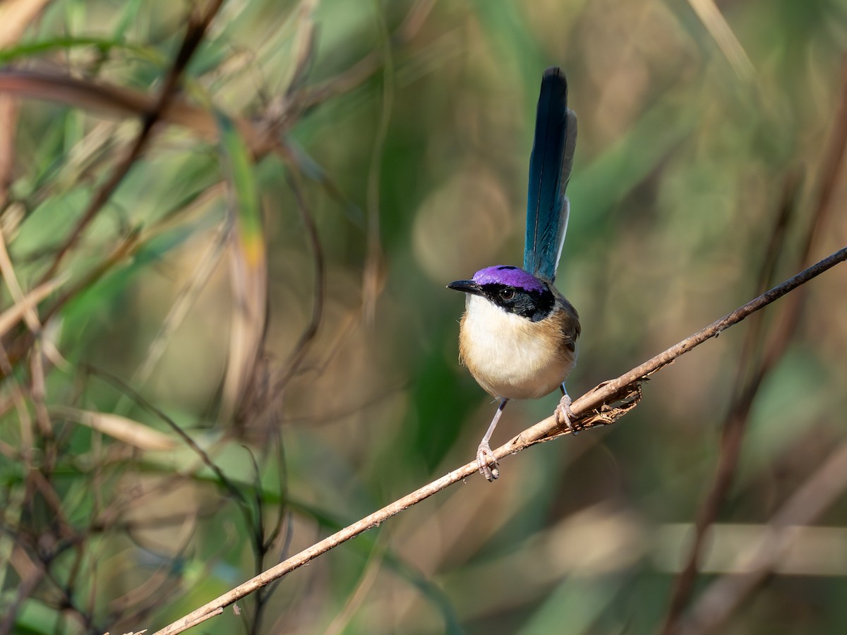 Purple-crowned Fairywren - ML620667560