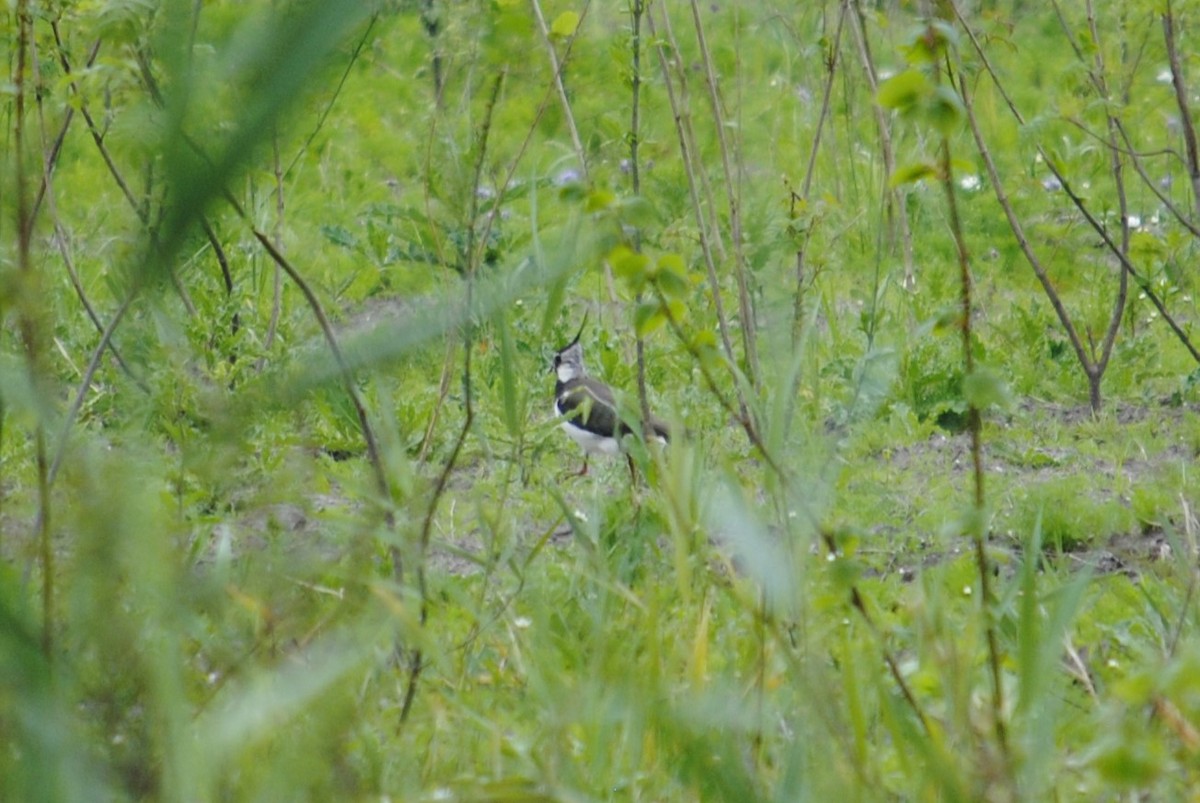 Northern Lapwing - ML620667561