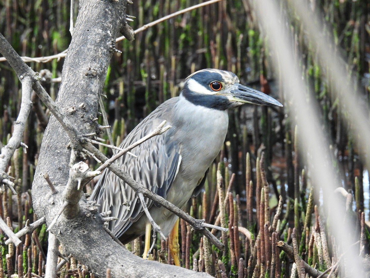 Yellow-crowned Night Heron - ML620667562