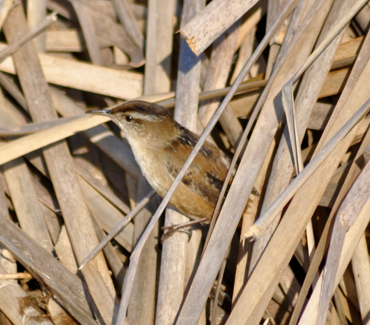 Marsh Wren - ML620667564