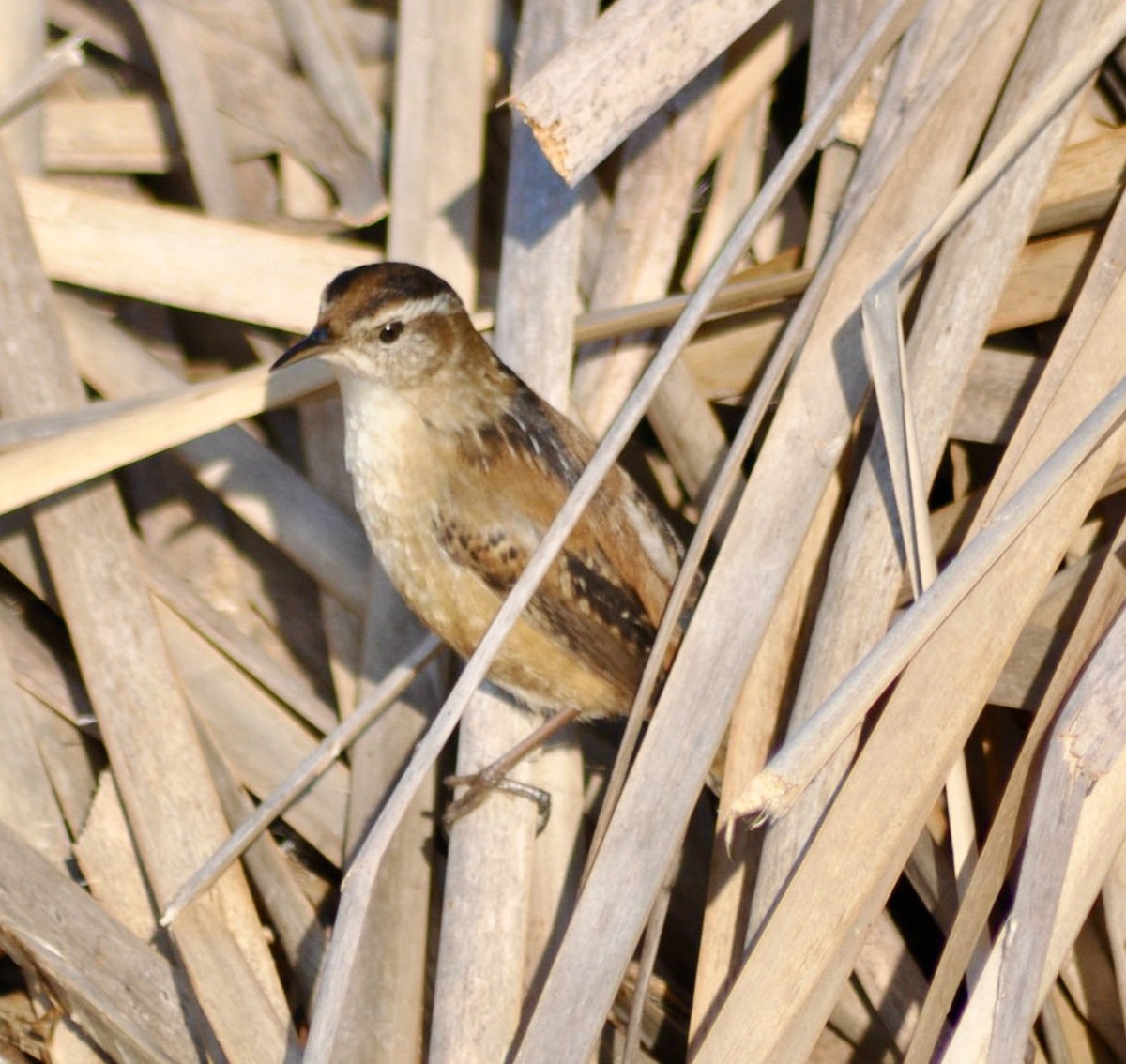 Marsh Wren - ML620667565